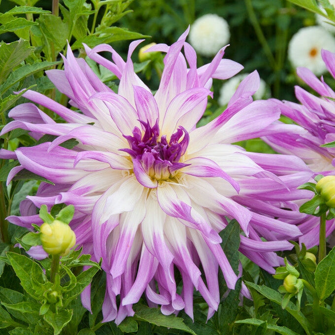 Dahlia Cactus Mingus Randy 1-pakke